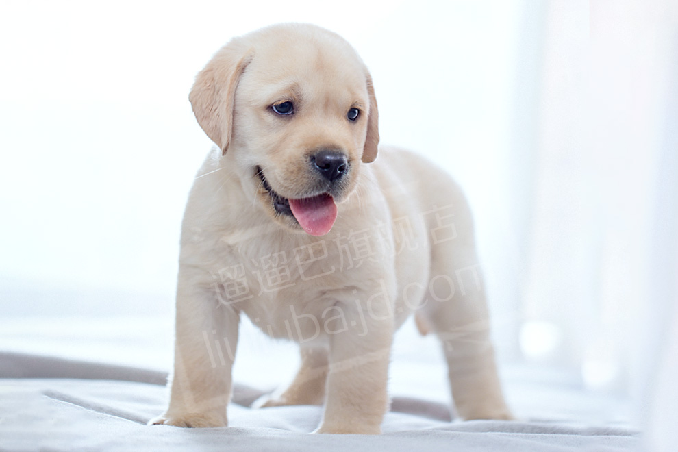 遛遛巴 拉布拉多幼犬 宠物狗活体 奶油色纯种拉布拉多寻回犬 宠物a级