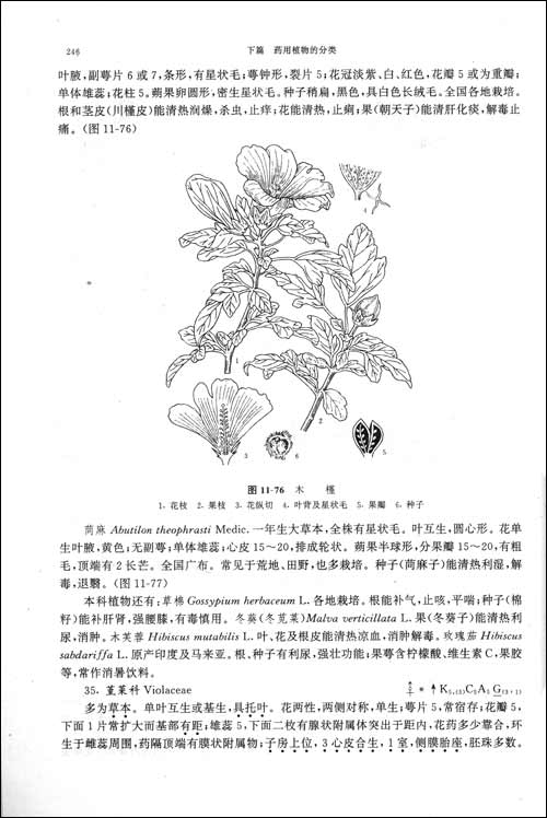 藻类植物的细胞内具有和高等植物一样的叶绿素,胡萝卜素,叶黄素