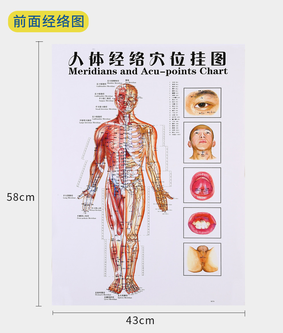 展浩(zhanhao) 人体穴位图 艾灸经穴部位图 人体经穴部位图 头部保健