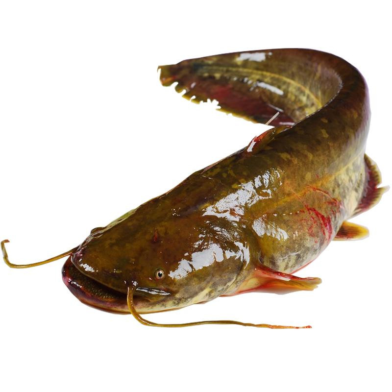 鲶鱼 鲜活鲇鱼 新鲜捕捞 现杀发货 淡水河鱼1.5kg