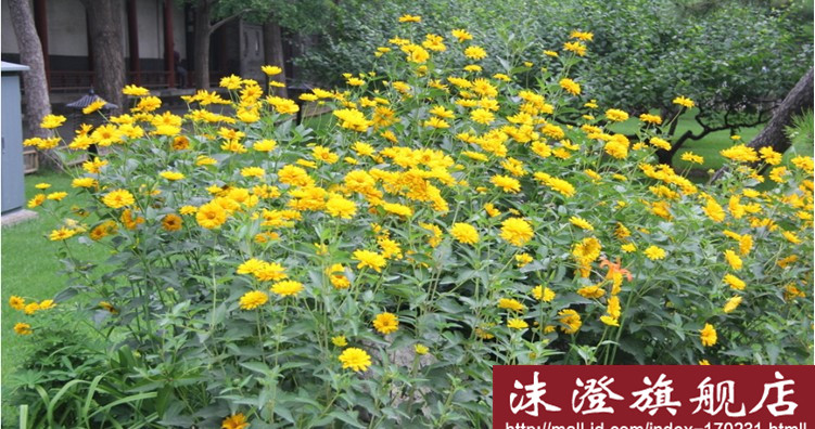 波斯菊的种子是什么样的
