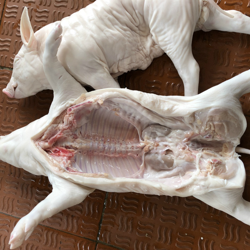 整只乳猪新鲜土猪新鲜乳猪脆皮烤乳猪烧腊乳猪生乳猪大菜园一只约78斤