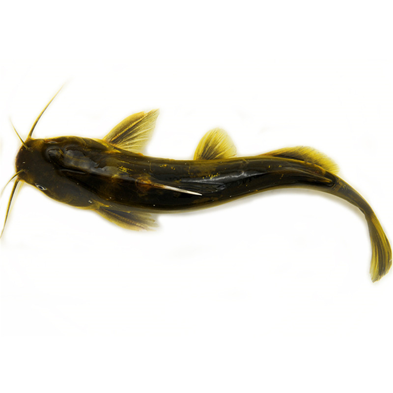 大菜园黄刺鱼昂刺鱼黄骨鱼汪刺鱼黄颡鱼嘎鱼顺丰快递3斤