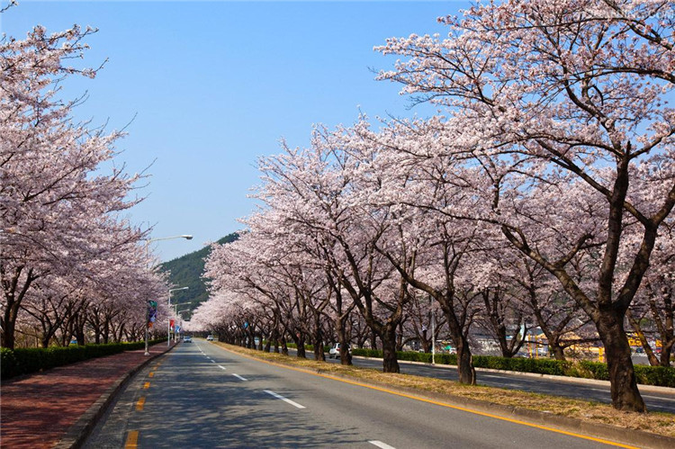 植物行道树苗木基地直销 工程绿化苗木 庭院景观树 宾丽樱花_ 2折现价