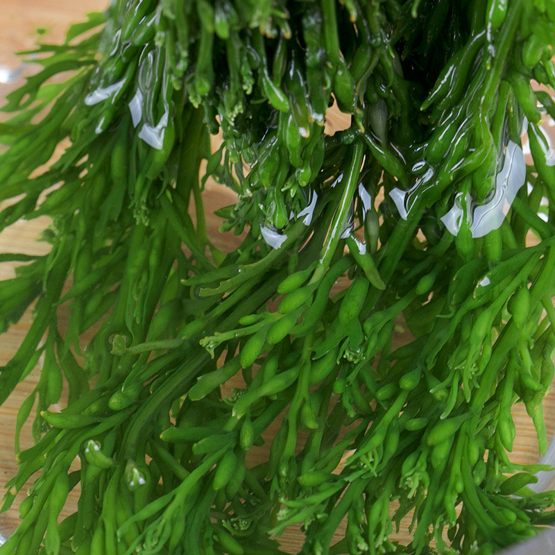 5kg 海草鞭炮竹海带海白菜火锅食材 海藻海草长son【图片 价格 品牌