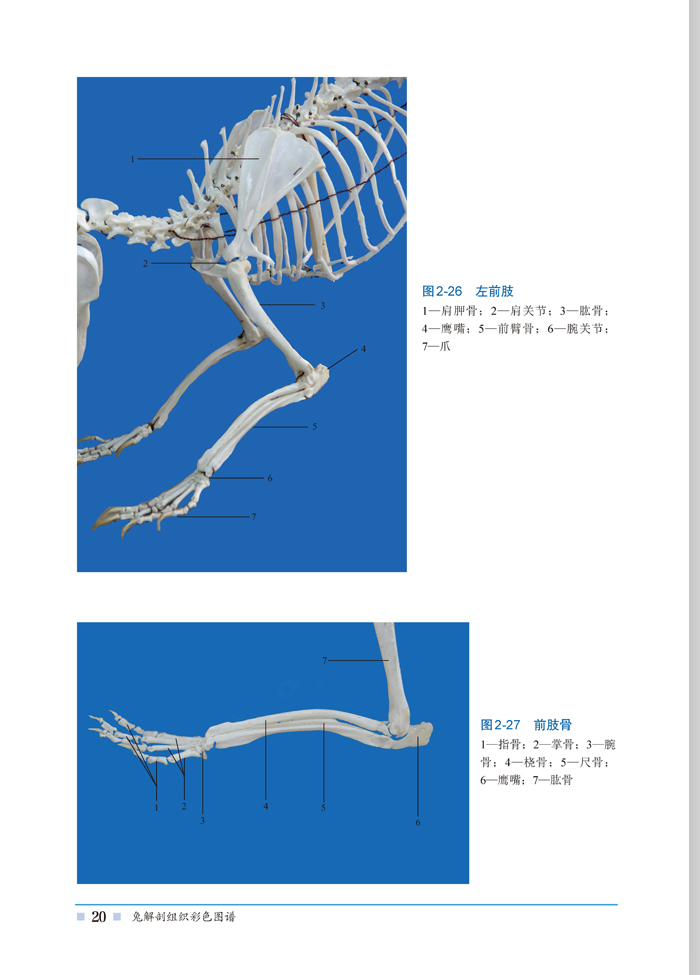 兔解剖组织彩色图谱