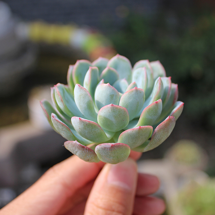 春曲 红边月影多肉植物盆栽 * 不含盆