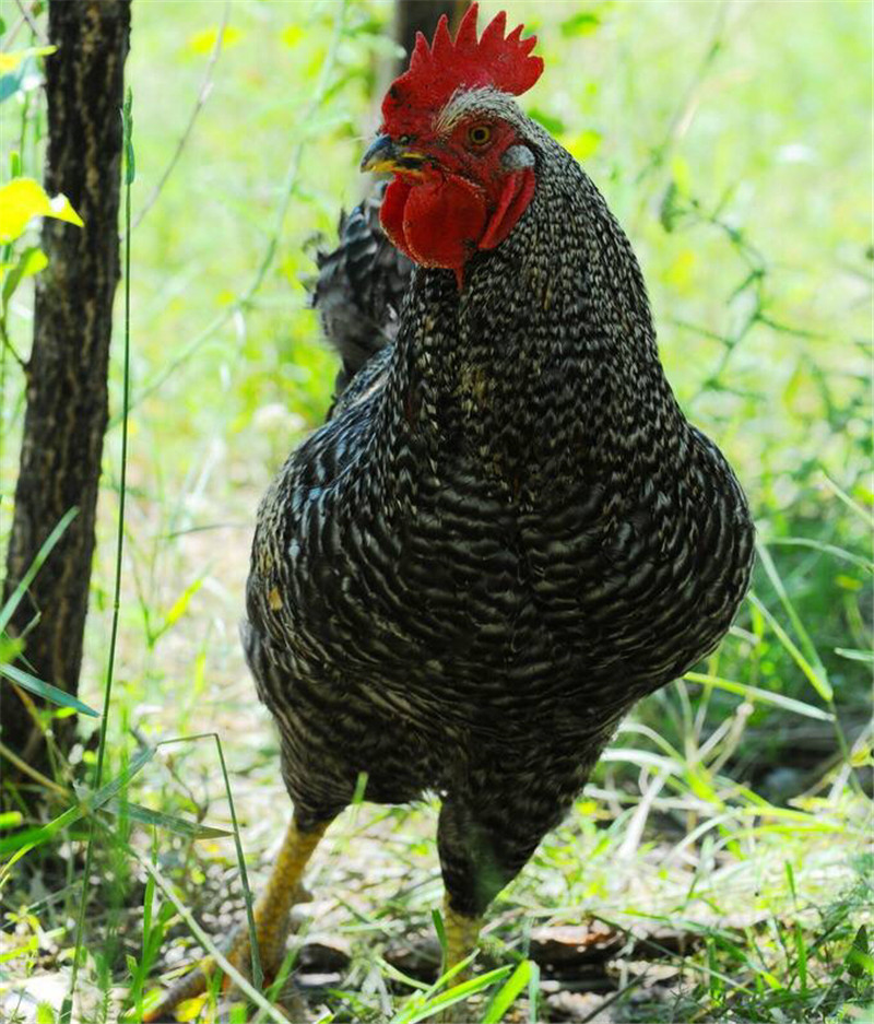 芦花鸡 走地鸡柴鸡草鸡活体 现杀发货 1公1母
