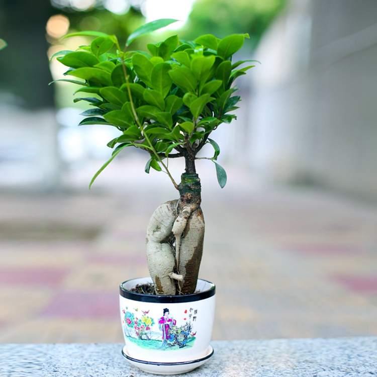 室内花卉绿植 防辐射 小榕树盆景树桩 盆栽 办公桌迷你土培植物 小苗
