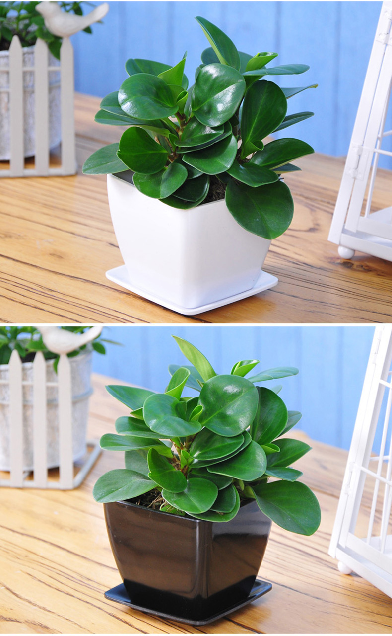 供应青叶碧玉豆瓣绿植物花卉办公室绿植盆栽四季常绿