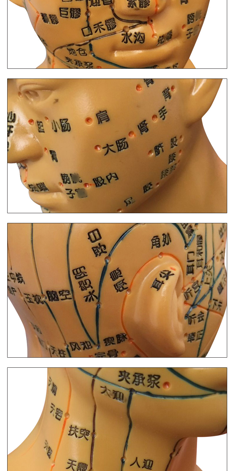 丰帆头部穴位模型中医用人体经络图教学大头部四功能针灸腧穴模型面部