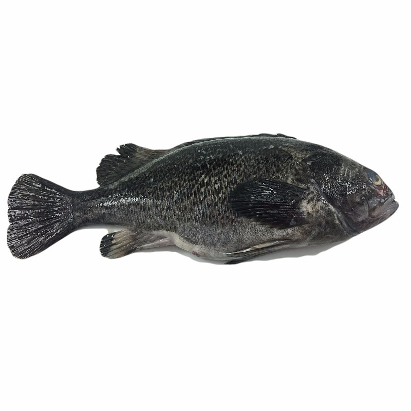 大菜园 青岛黑头鱼 黑鱼 鲜活海鱼 新鲜豆腐鱼 猪嘴鱼 寨花鱼 航空