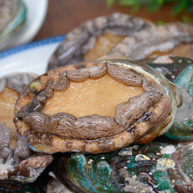 大菜园鲍鱼新鲜鲍鱼迷你鲍鱼鲜活鲍鱼仔青岛崂山小鲍鱼仔1kg2斤