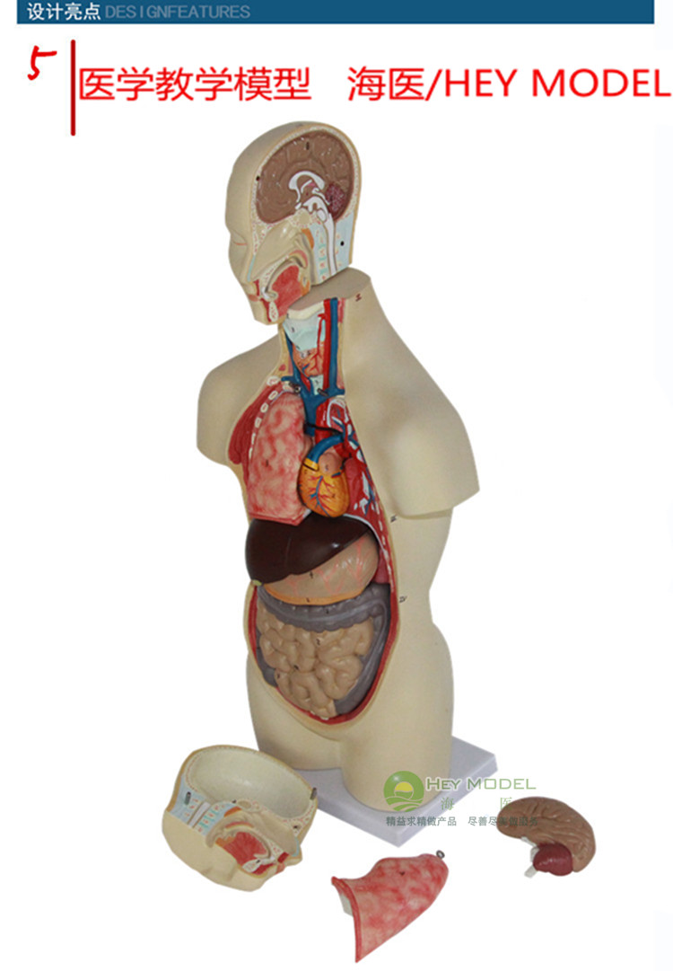 海医heymodel50cm人体器官系统解剖结构五脏六腑器官中医养生健康培训