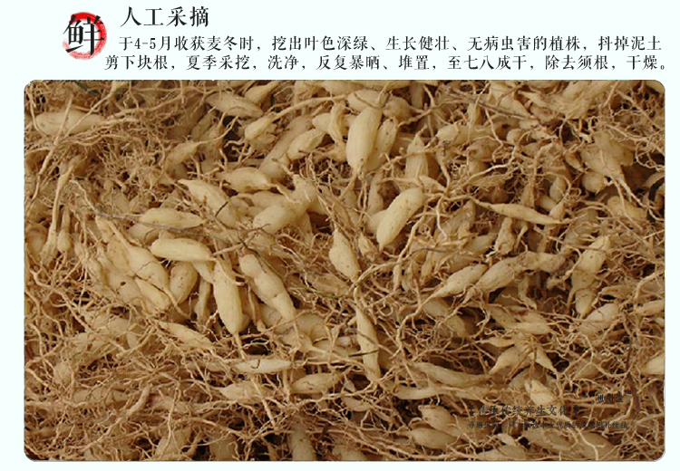 世斛堂麦冬四川绵阳涪地野生天然无硫麦冬maidong寸冬麦门冬精选麦冬2