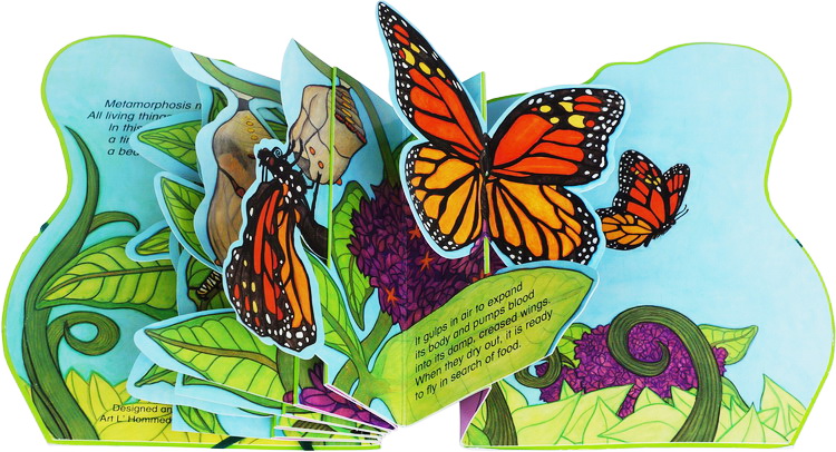 英文原版 metamorphoses butterfly 自然百科stem科普精装立体书