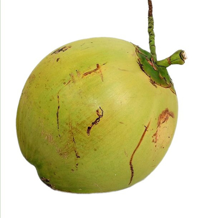 春光岛大菜园海南椰子带皮椰子新鲜椰子大青椰子6个