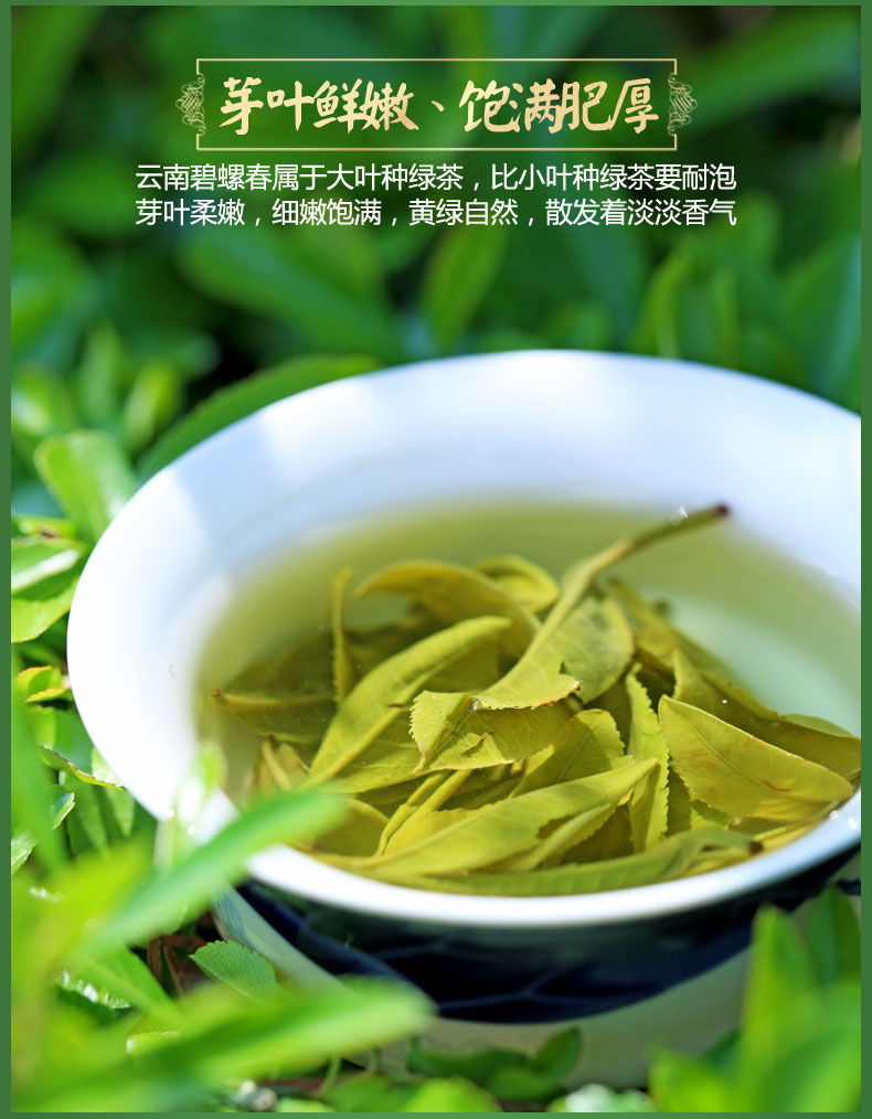 新益号云雾高山滇绿茶2021新茶头波春茶云南碧螺春茶绿茶散装茶叶500
