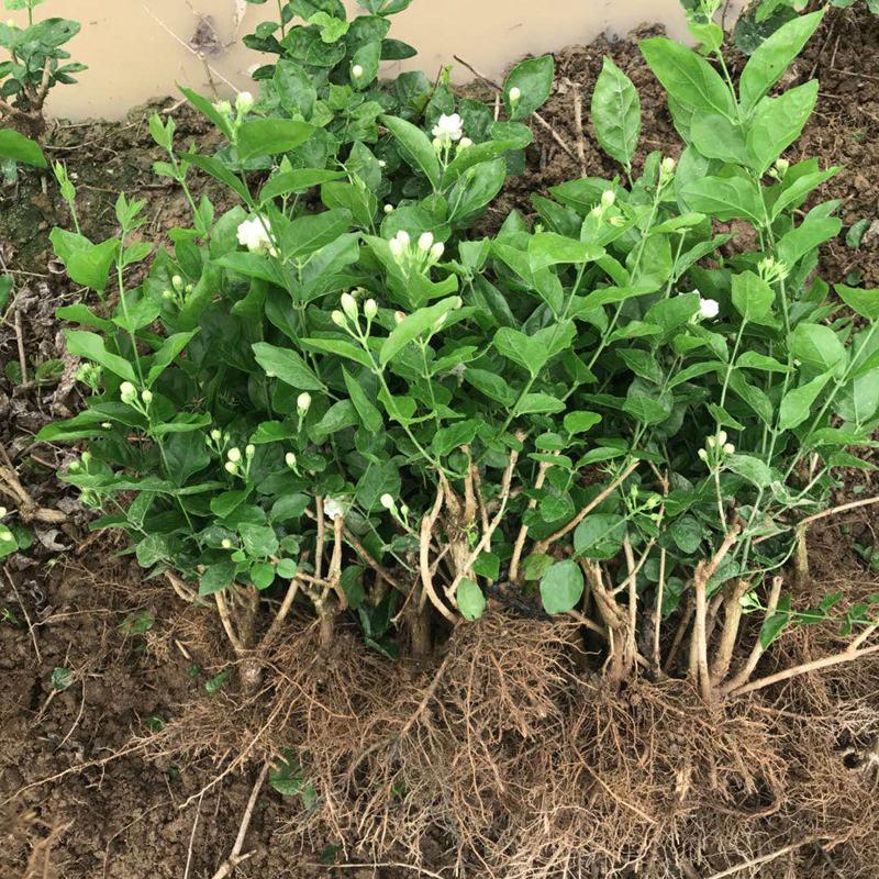 茉莉花苗盆栽室内室外防蚊植物阳台花卉盆栽白茉莉花苗芳香绿植一棵
