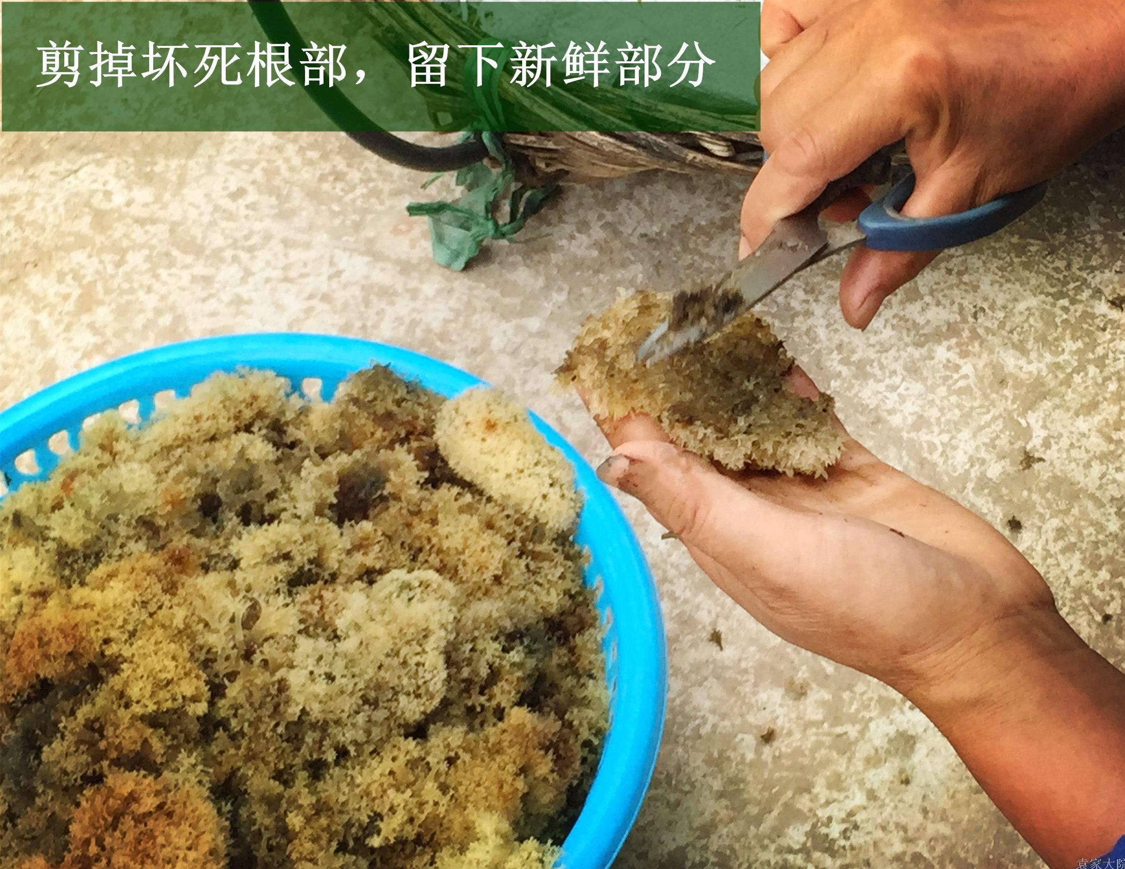 清风苑 新鲜竹燕窝 野生竹花竹菌素食山珍菌类食材500g 长期【图片