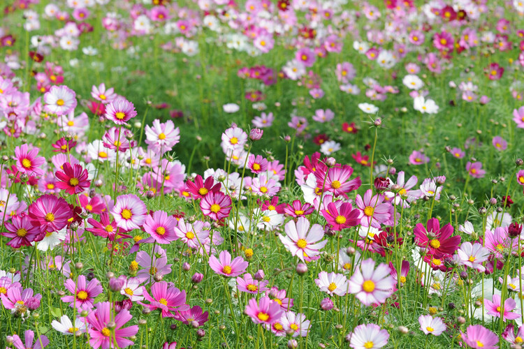 苏购 大波斯菊种子混色格桑花种子批发易种 阳台庭院春播花卉种子盆栽