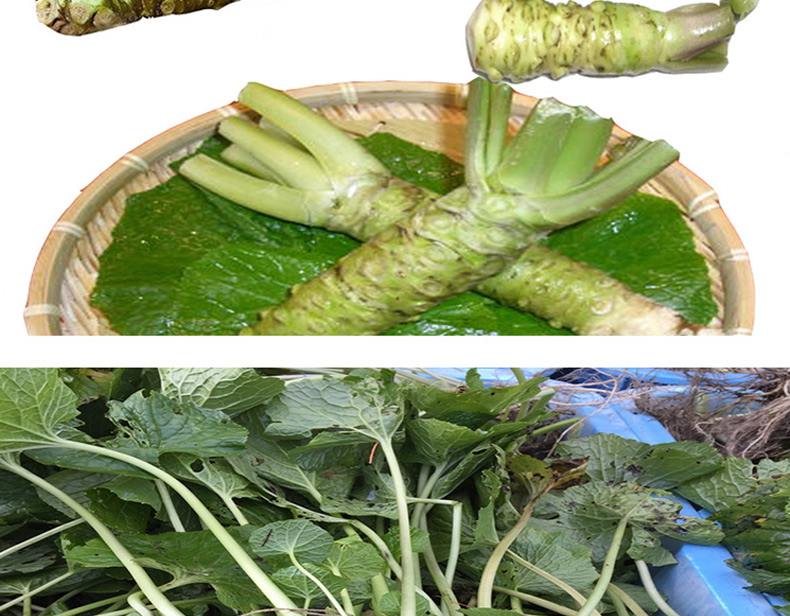 朵蕙山葵根新鲜 辣根芥末 云南鲜芥末寿司芥末 100g【图片 价格 品牌