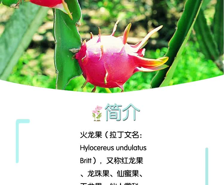 春草碧 火龙果火龙果树苗红心火龙果树苗庭院阳台盆栽地栽果树苗南方