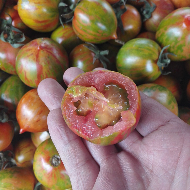 维桑东北花皮球柿子东北皮球柿子东北新鲜蔬菜水果2kg