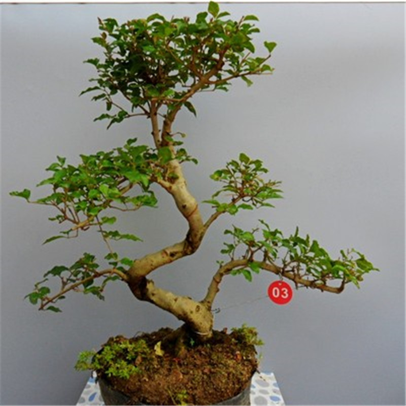 女贞盆景(女贞盆景养殖方法和注意事项)