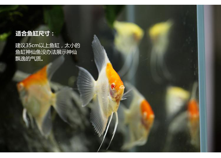 红头玻璃神仙鱼 热带观赏鱼红头玻璃燕鱼 水族鱼缸宠物鱼活体 大理石