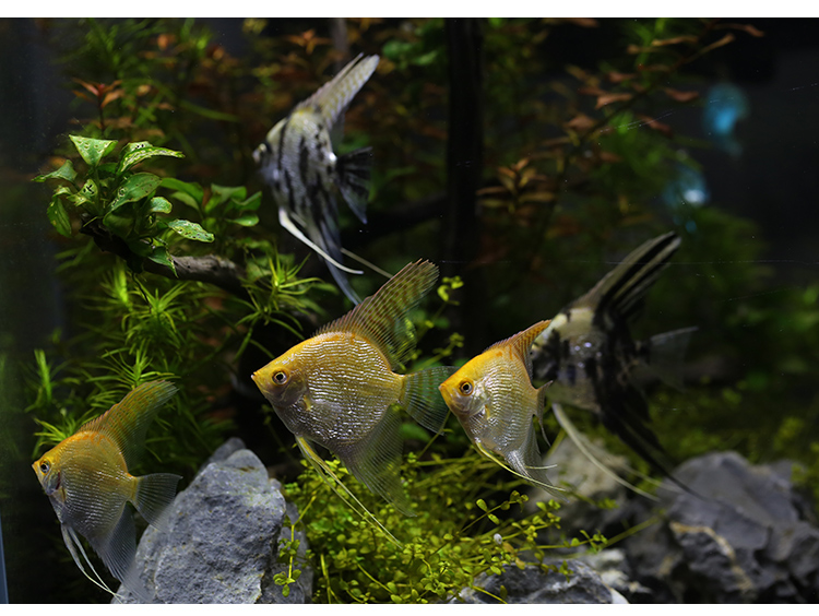 红头玻璃神仙鱼 热带观赏鱼红头玻璃燕鱼 水族鱼缸宠物鱼活体 大理石