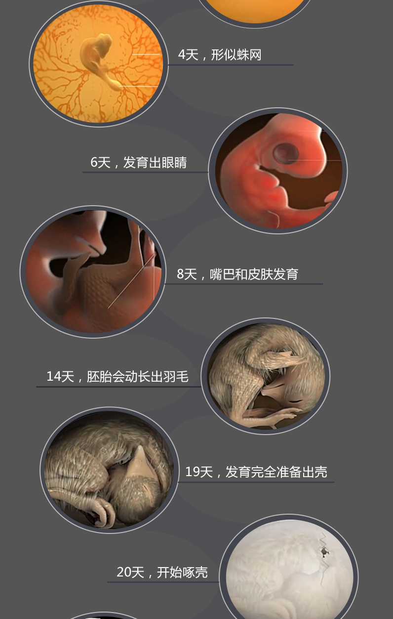 暖立方孵化器小鸡蛋孵化机智能全自动小型鸡鸭鹅孵化