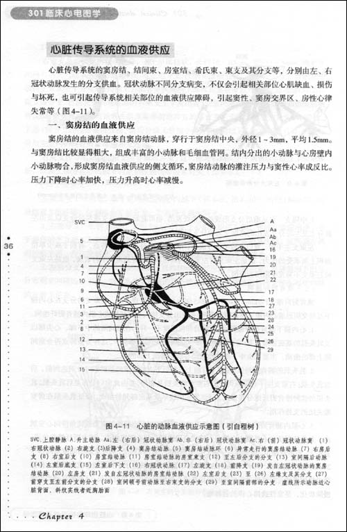 窦房结动脉60%的人发源于右冠状动脉的右房前支,40%的人发自左冠状
