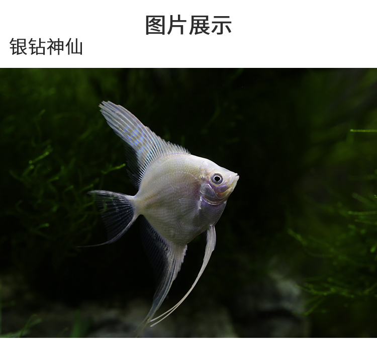 红头玻璃神仙鱼 热带观赏鱼红头玻璃燕鱼 水族鱼缸宠物鱼活体 大理石