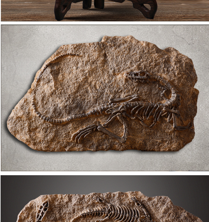 化石鱼的图片_龙鱼化石图片_化石鱼化石龙