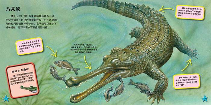 我爱动物小百科 鳄鱼