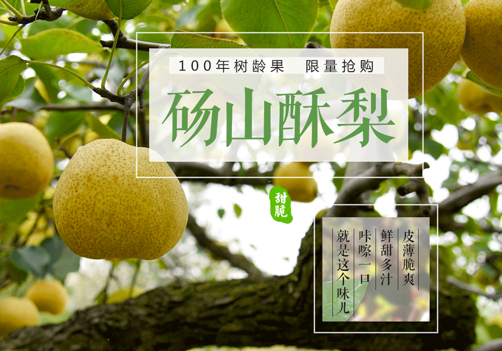 砀山酥梨新鲜水果2018年现摘现发 酥梨10斤装_ 5折现价42元