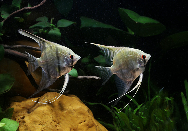 红头玻璃神仙鱼 热带观赏鱼红头玻璃燕鱼 水族鱼缸宠物鱼活体 大理石