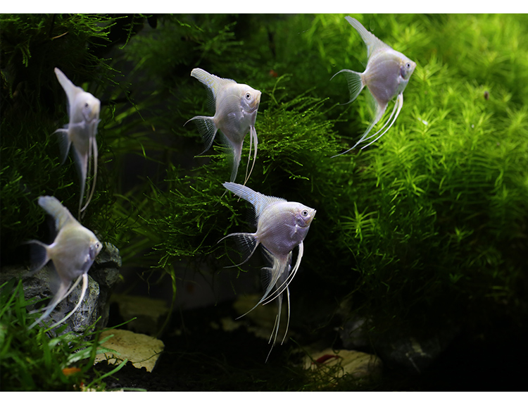 红头玻璃神仙鱼 热带观赏鱼红头玻璃燕鱼 水族鱼缸宠物鱼活体 大理石