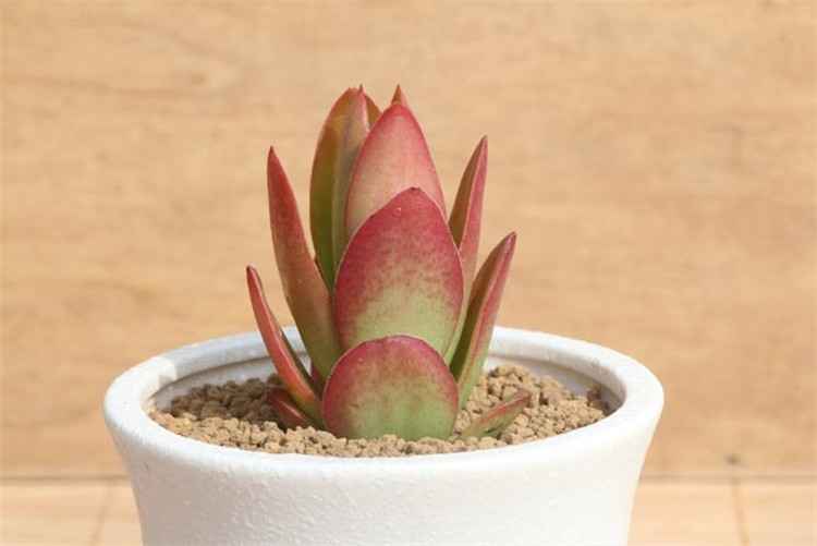 清雅 盆栽多肉植物秋火莲多肉植物 京东价