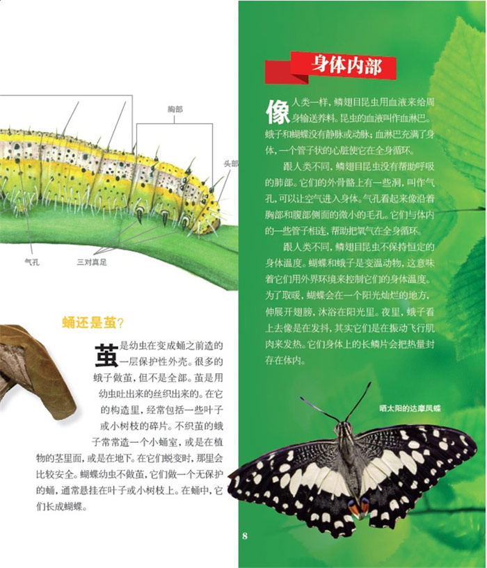 美国自然历史博物馆少儿科普--蝴蝶的世界