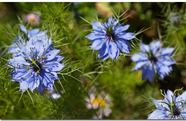 黑种草种子混色 香草波斯宝石 黑子草阳台盆栽观花种子 春播 易种一播
