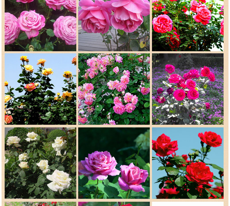 切花 绿植盆栽花卉庭院阳台易种蔷薇 浓香四季花卉老桩苗送盆包邮