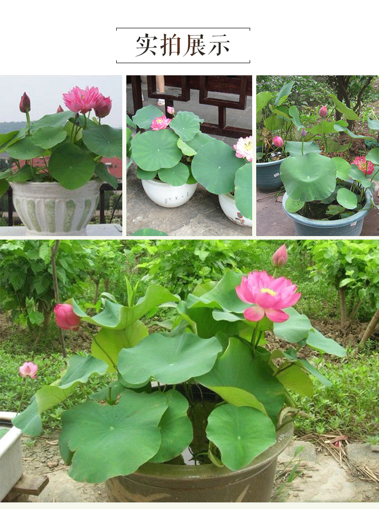 花卉水培植物碗莲种子套餐迷你睡莲种子 四季播种 已开口多色 花卉