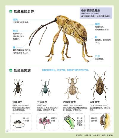 美的法布尔昆虫记 打洞专家象鼻虫 小林清之介 少儿 书籍