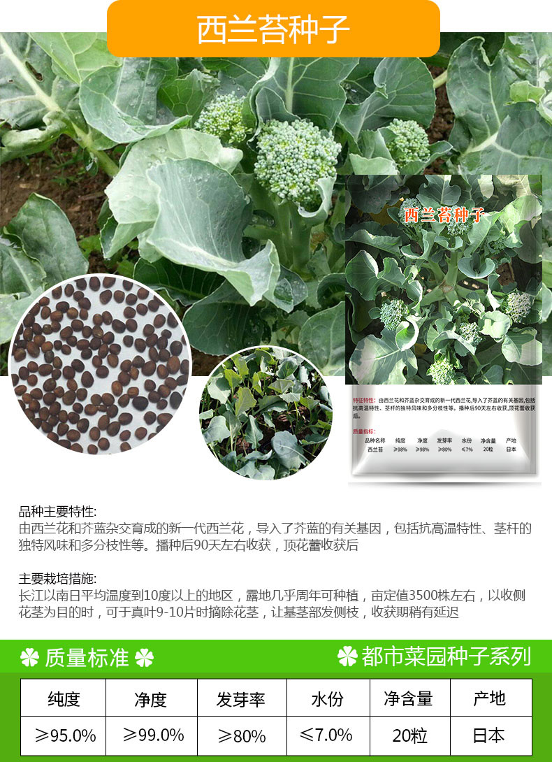 凤鸣雅世 松花菜菜花种子青梗松花菜种子四季蔬菜种子花椰菜菜花菜