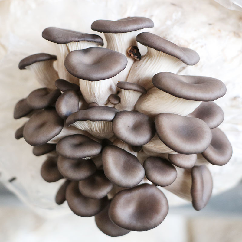 蔡家洼大货栈 北京密云 平菇 新鲜蘑菇菌类蔬菜 山珍菌菇 火锅食材