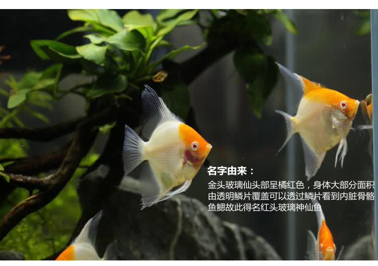 红头玻璃神仙鱼 热带观赏鱼红头玻璃燕鱼 水族鱼缸宠物鱼活体 大理石