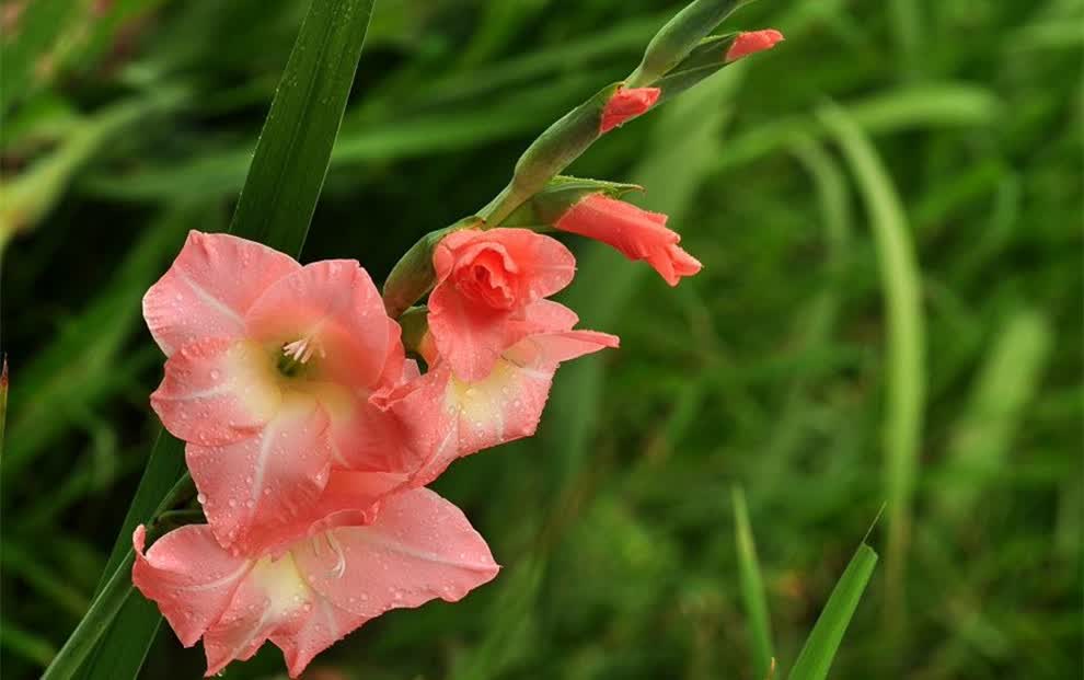 阿克苏河 剑兰种球唐菖蒲 阳台盆栽花卉秋冬种植 新星【图片 价格
