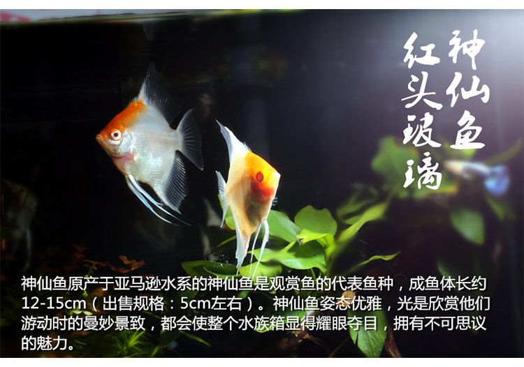 红头玻璃神仙鱼 热带观赏鱼红头玻璃燕鱼 水族鱼缸宠物鱼活体 大理石